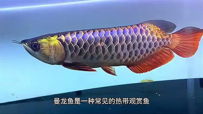 曼龍魚的最佳混養對象有哪些？：曼龍魚與多種魚類共養技巧全民小視頻展開