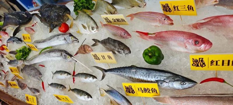 汕尾龍魚店：汕尾龍魚店見聞錄