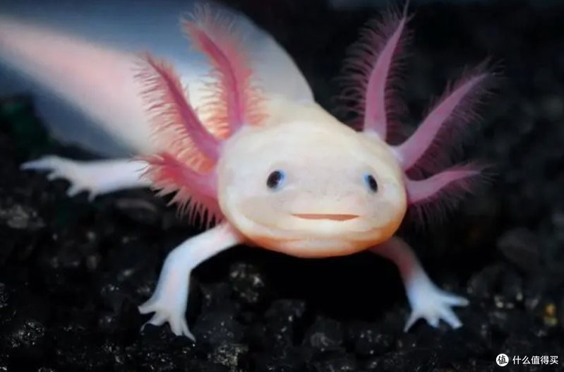 世界十大水族寵物：世界十大水族寵物鑒賞