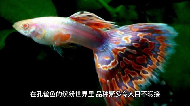 世界十大水族寵物：世界十大水族寵物鑒賞