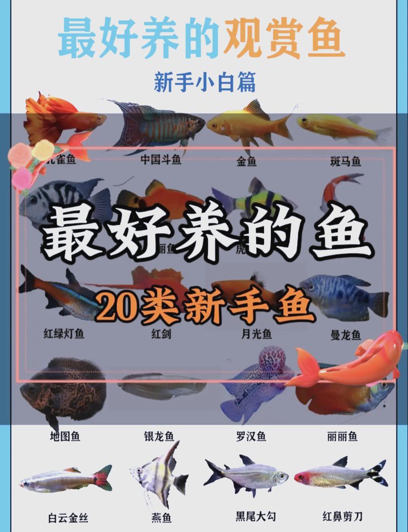 世界十大水族寵物：世界十大水族寵物鑒賞