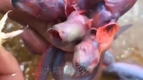 狼牙蝦虎魚能吃嗎：狼牙蝦虎魚煎餃,你敢吃嗎愛奇藝吃播