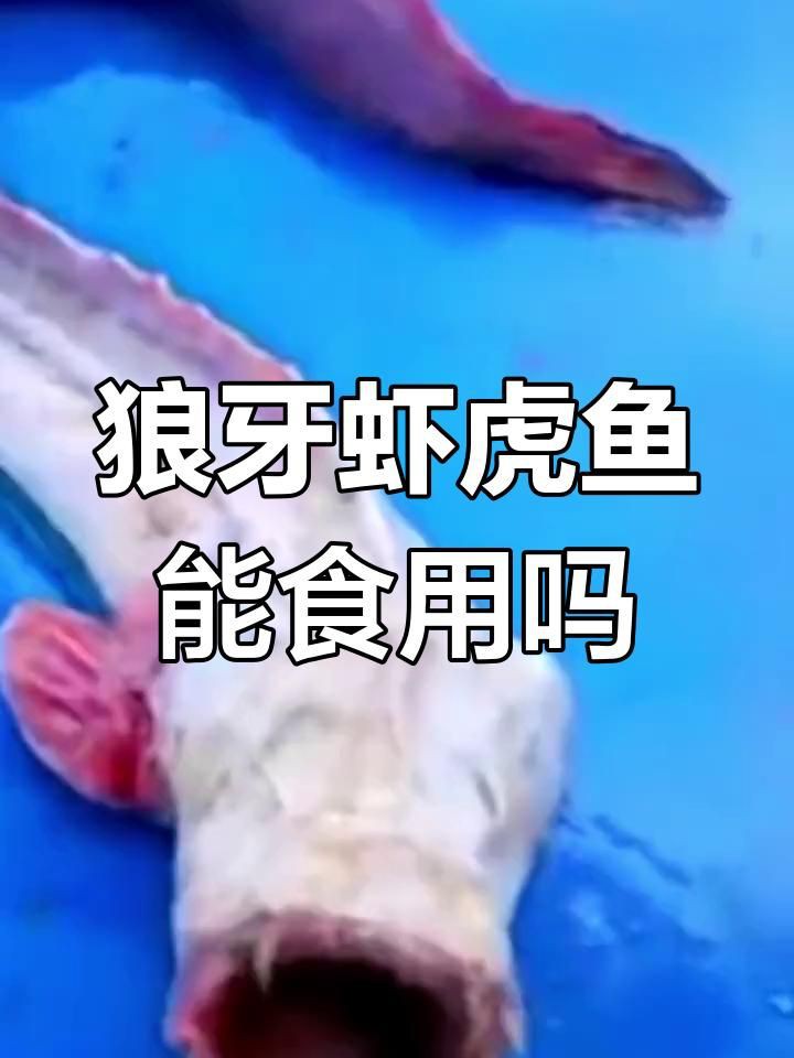 狼牙蝦虎魚能吃嗎：狼牙蝦虎魚煎餃,你敢吃嗎愛奇藝吃播