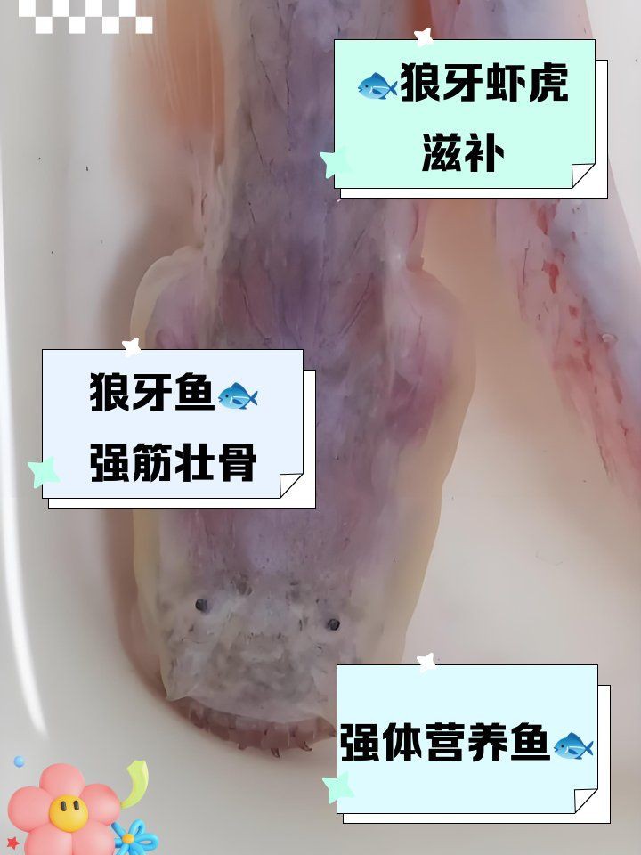 狼牙蝦虎魚能吃嗎：狼牙蝦虎魚煎餃,你敢吃嗎愛奇藝吃播