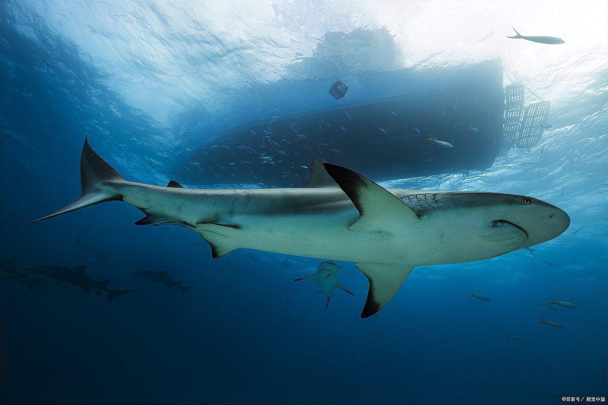旱鯊兇猛還是撒旦壓嘴兇猛：旱鯊與撒旦鴨嘴的兇猛程度對(duì)比