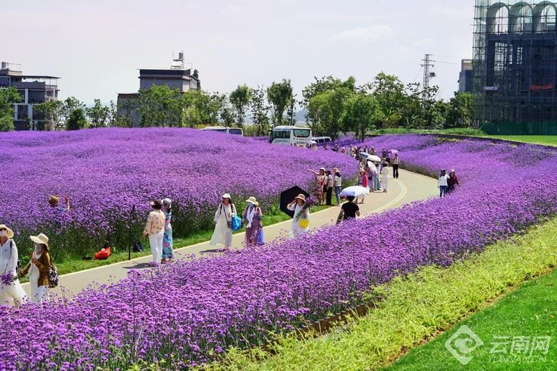 昆明小漁村相關報道：尋跡昆明旅居地丨旅居在滇池邊的小漁村