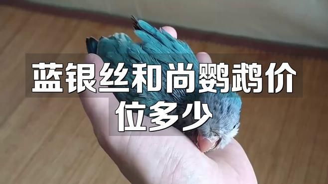 和尚鸚鵡多少價位一只：和尚鸚鵡多少一只