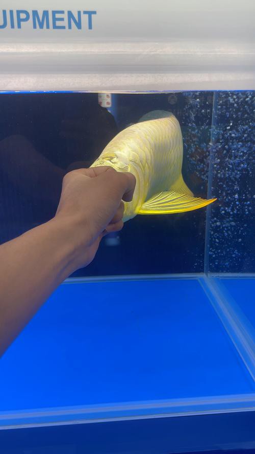 24k金頭過背最簡單三個步驟圖片：24k金頭過背金龍魚的培育與鑒賞