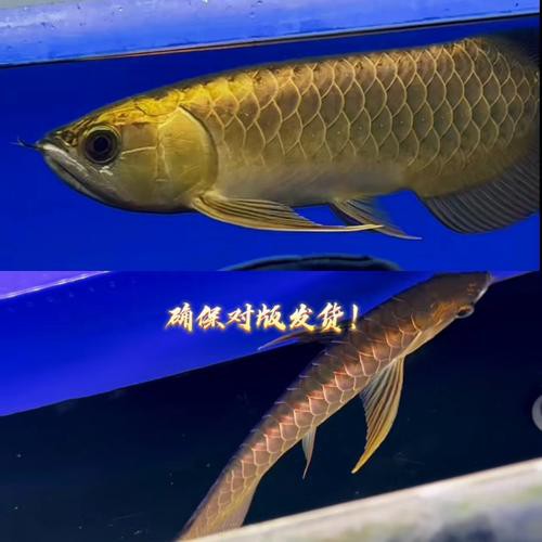 24k金頭過背最簡單三個步驟圖片：24k金頭過背金龍魚的培育與鑒賞
