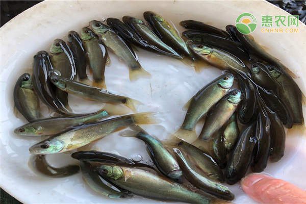 丁桂魚一斤價格表：2025年8月農產品市場丁桂魚價格行情分析