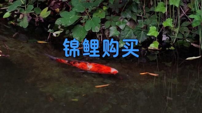 買錦鯉去哪里買：哪里能買到高品質(zhì)品質(zhì)錦鯉