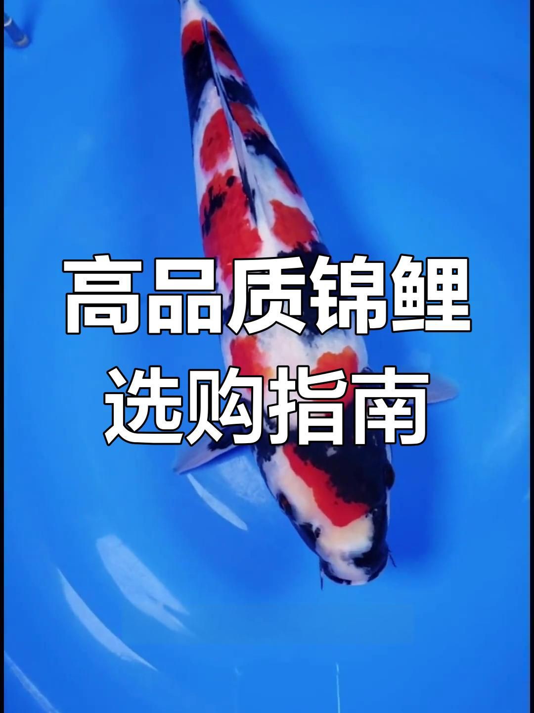 買錦鯉去哪里買：哪里能買到高品質(zhì)品質(zhì)錦鯉