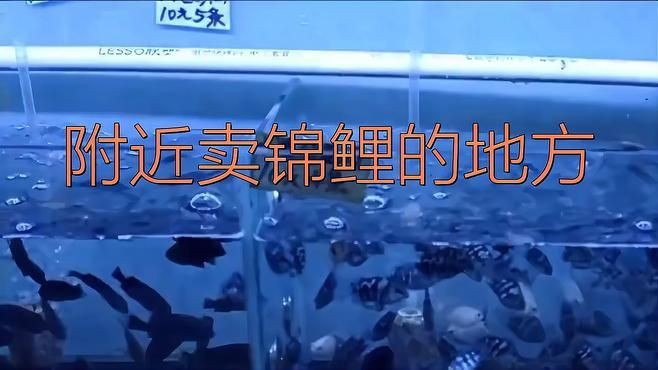 買錦鯉去哪里買：哪里能買到高品質(zhì)品質(zhì)錦鯉