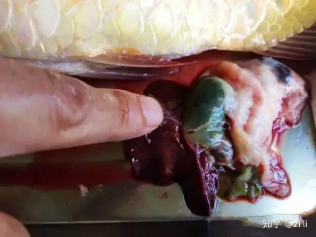 李亞四紅龍魚會紅嗎:怎么把紅龍魚養得更紅影響因素很多 龍魚百科 第3張 李亞四紅龍魚會紅嗎:怎么把紅龍魚養得更紅影響因素很多 李亞四紅龍魚會紅嗎:怎么把紅龍魚養得更紅影響因素很多 龍魚百科 第3張