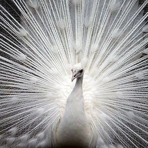 國家為什么禁止吃彩虹鯛：彩虹鯛被國家“禁吃”背后:法律保護與生態危機的雙重警示