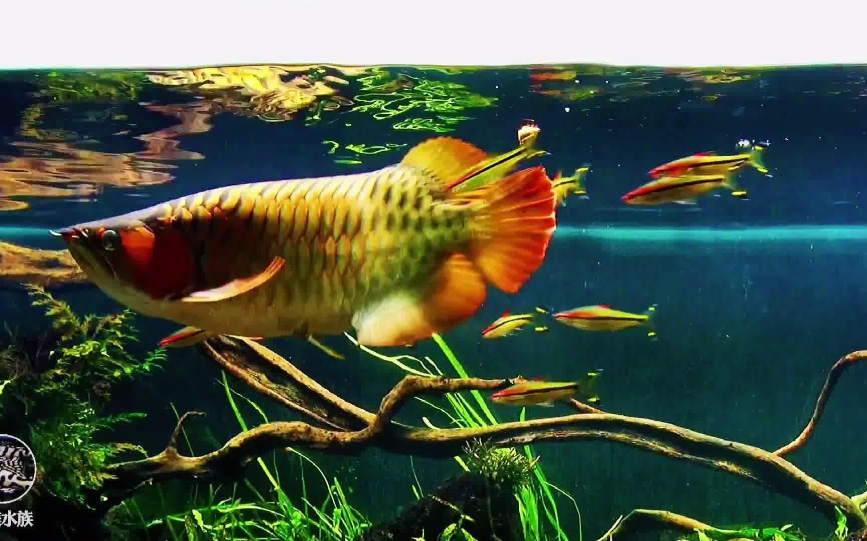 如何混養(yǎng)龍魚與其他魚種？：混養(yǎng)龍魚需要綜合考慮魚種搭配、空間規(guī)劃及飼養(yǎng)管理