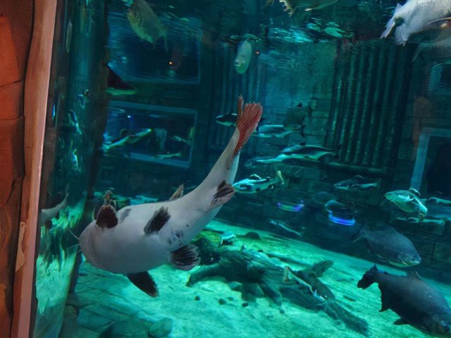 儋州水族店：儋州水族店哪個最大
