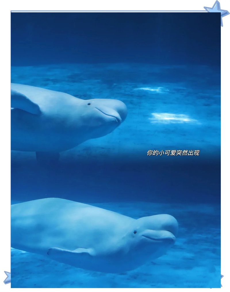 儋州水族店：儋州水族店哪個最大