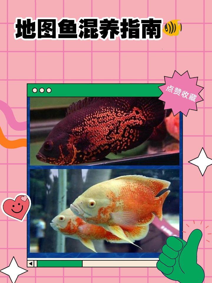 恐龍王魚地圖混養(yǎng)最簡(jiǎn)單三個(gè)步驟：恐龍王魚、地圖魚混養(yǎng)