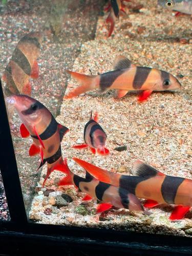 三間魚能長(zhǎng)多大：三間鼠魚的體型特征與三間鼠魚的體型特征與生長(zhǎng)奧秘 三間魚能長(zhǎng)多大：三間鼠魚的體型特征與三間鼠魚的體型特征與生長(zhǎng)奧秘 龍魚論壇 第6張