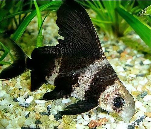 三間魚能長(zhǎng)多大：三間鼠魚的體型特征與三間鼠魚的體型特征與生長(zhǎng)奧秘 三間魚能長(zhǎng)多大：三間鼠魚的體型特征與三間鼠魚的體型特征與生長(zhǎng)奧秘 龍魚論壇 第13張
