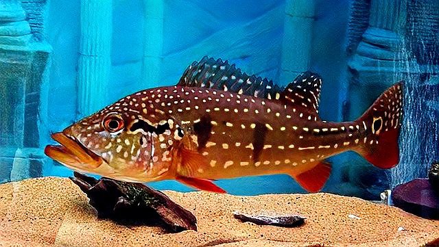 三間魚能長(zhǎng)多大：三間鼠魚的體型特征與三間鼠魚的體型特征與生長(zhǎng)奧秘 三間魚能長(zhǎng)多大：三間鼠魚的體型特征與三間鼠魚的體型特征與生長(zhǎng)奧秘 龍魚論壇 第12張