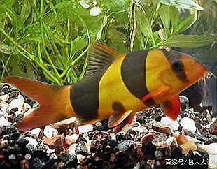 三間魚能長(zhǎng)多大：三間鼠魚的體型特征與三間鼠魚的體型特征與生長(zhǎng)奧秘 三間魚能長(zhǎng)多大：三間鼠魚的體型特征與三間鼠魚的體型特征與生長(zhǎng)奧秘 龍魚論壇 第8張