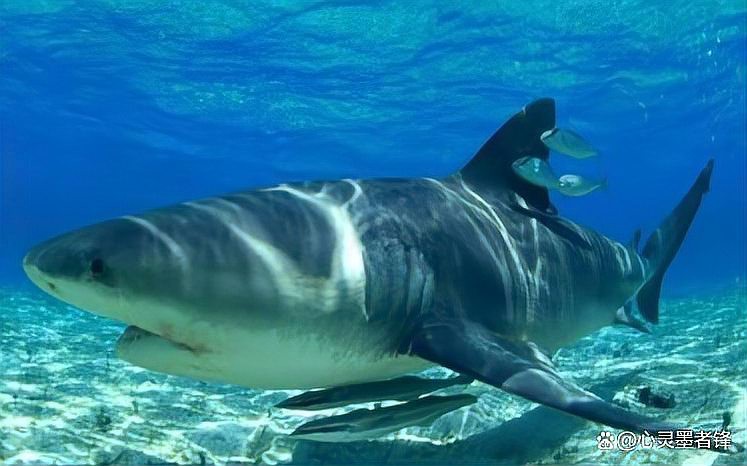 世界上最強的鯊魚排名：世界最強鯊魚排名海洋霸主\