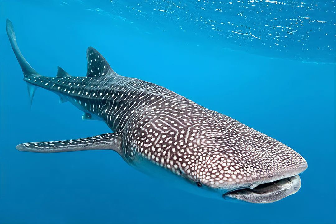 世界上最強的鯊魚排名：世界最強鯊魚排名海洋霸主\