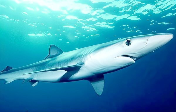 世界上最強的鯊魚排名：世界最強鯊魚排名海洋霸主\