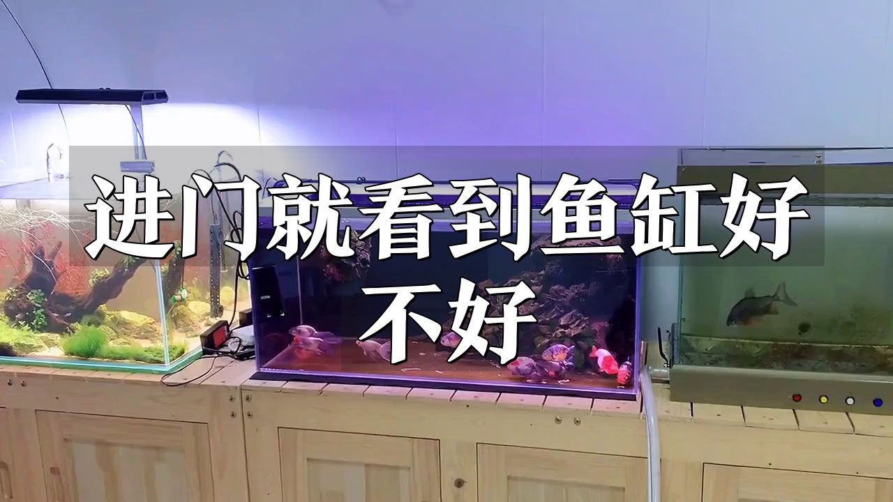 開門見魚缸的化解方法：開門見魚缸在風水上存在較多爭議
