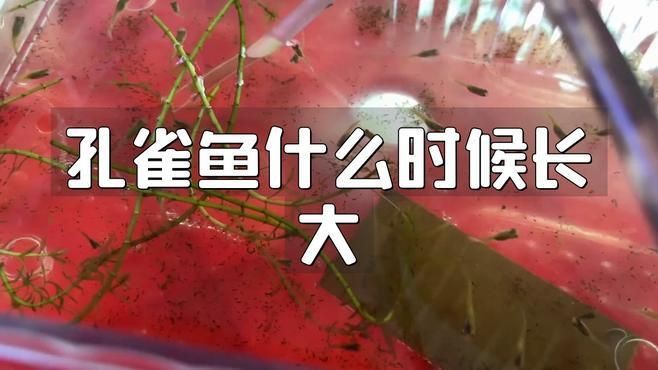 孔雀魚幾個月開始猛長：《孔雀魚2月齡成長對照表星際的潛水員lucy