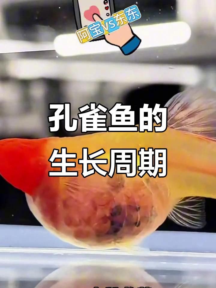 孔雀魚幾個月開始猛長：《孔雀魚2月齡成長對照表星際的潛水員lucy