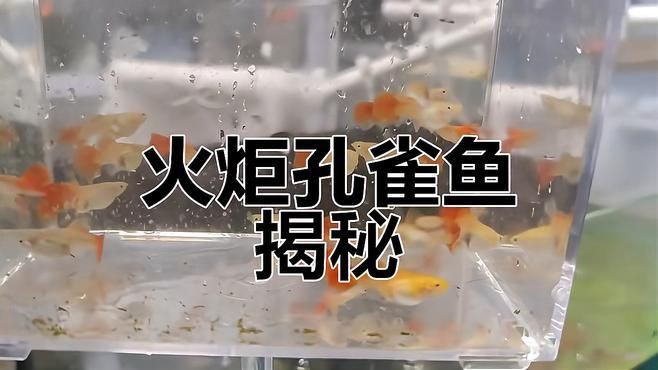 孔雀魚(yú)火炬和全紅有什么區(qū)別：孔雀魚(yú)火炬和全紅孔雀魚(yú)在體色、尾型及基因特征上存在差異