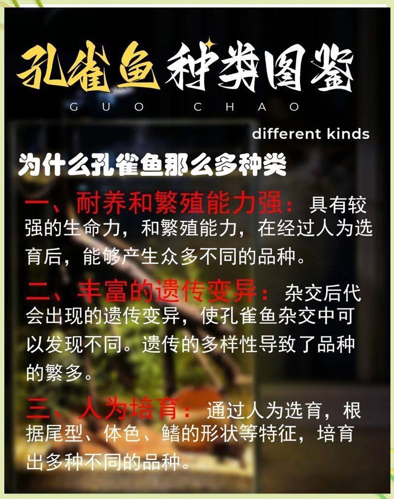 孔雀魚(yú)火炬和全紅有什么區(qū)別：孔雀魚(yú)火炬和全紅孔雀魚(yú)在體色、尾型及基因特征上存在差異