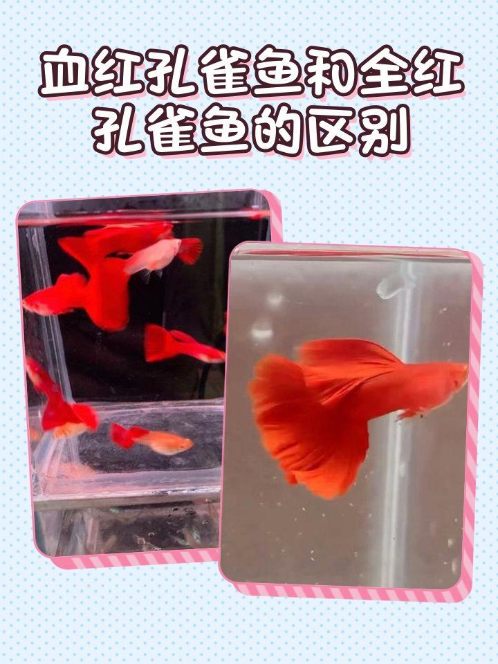 孔雀魚(yú)火炬和全紅有什么區(qū)別：孔雀魚(yú)火炬和全紅孔雀魚(yú)在體色、尾型及基因特征上存在差異