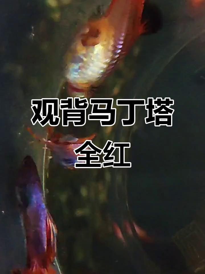 孔雀魚(yú)火炬和全紅有什么區(qū)別：孔雀魚(yú)火炬和全紅孔雀魚(yú)在體色、尾型及基因特征上存在差異