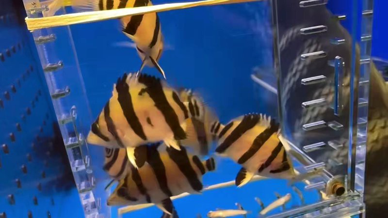 三紋虎魚的品種：三紋虎魚的飼養技術 三紋虎魚的品種：三紋虎魚的飼養技術 龍魚論壇 第7張