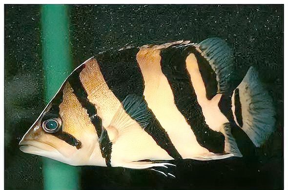 三紋虎魚的品種：三紋虎魚的飼養技術 三紋虎魚的品種：三紋虎魚的飼養技術 龍魚論壇 第2張