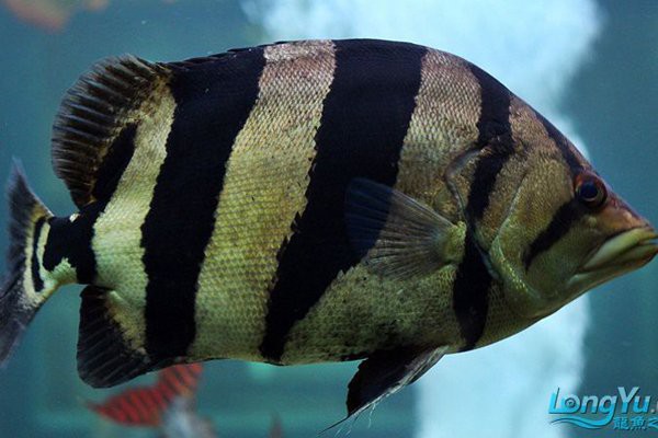三紋虎魚的品種：三紋虎魚的飼養技術 三紋虎魚的品種：三紋虎魚的飼養技術 龍魚論壇 第4張