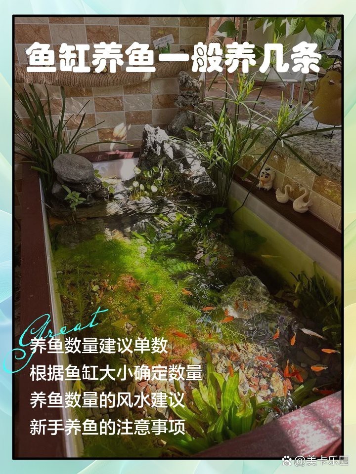 1.2缸建議買幾條魚：1.2米魚缸的飼養(yǎng)密度和搭配建議