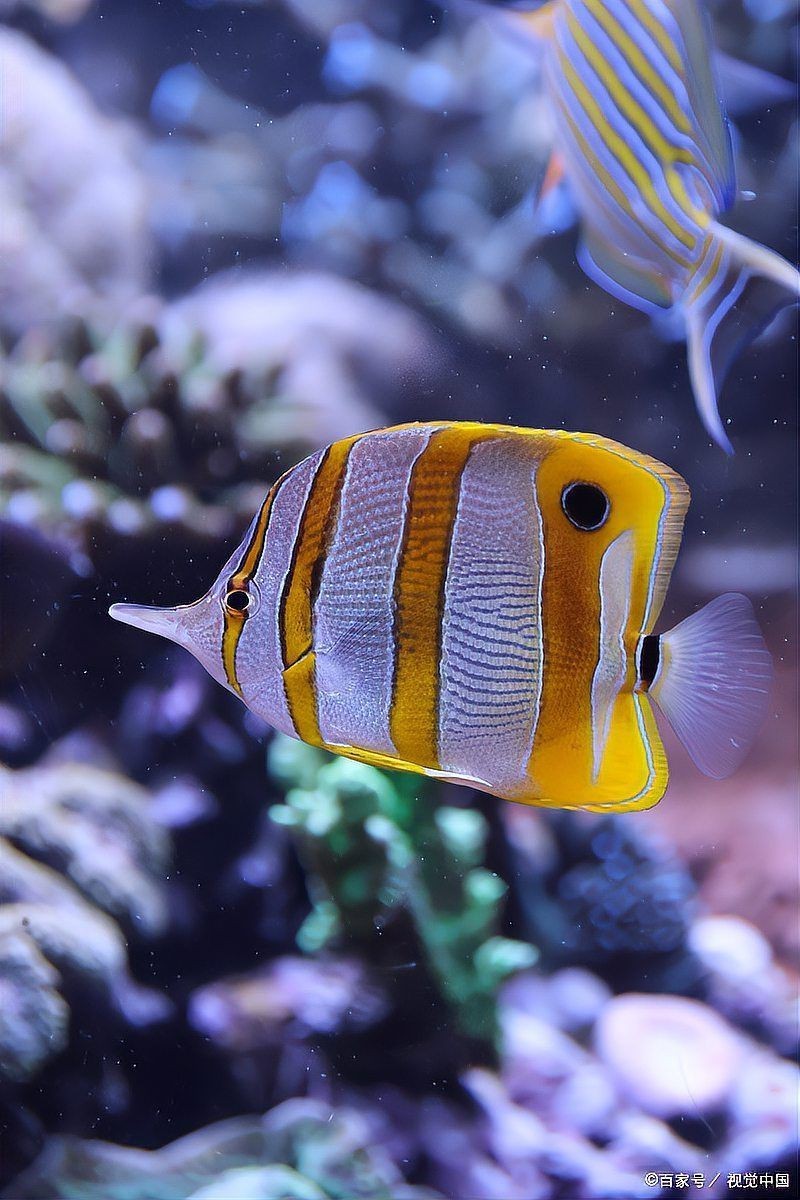夢見魚是仙家在暗示什么：關于夢見魚是否與仙家暗示相關不同文化背景和理論體系存在多種解讀