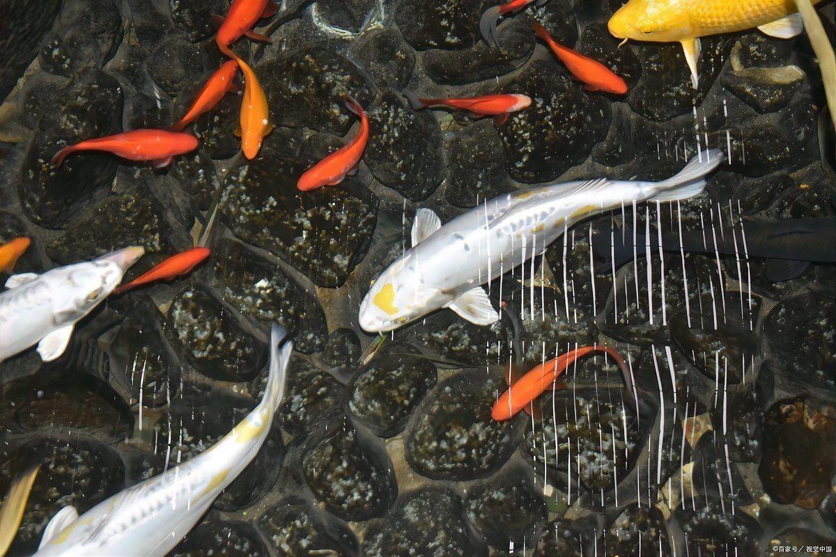 家里養錦鯉的注意事項：養錦鯉需要注意什么