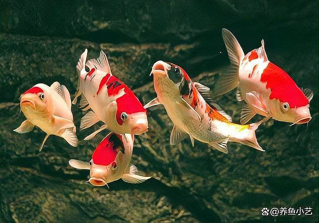 家里養錦鯉的注意事項：養錦鯉需要注意什么