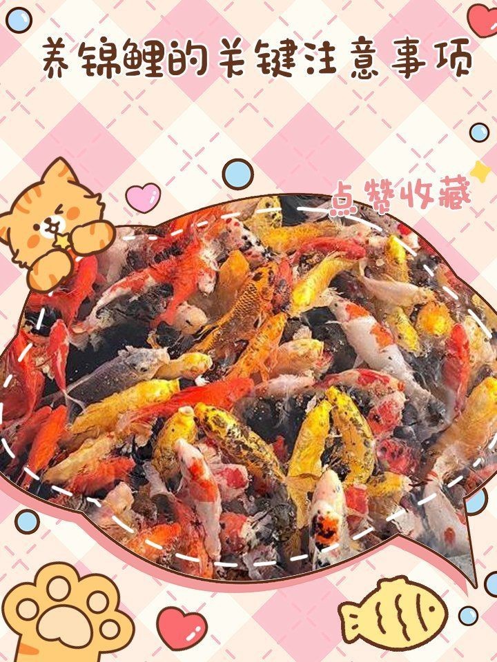 家里養錦鯉的注意事項：養錦鯉需要注意什么