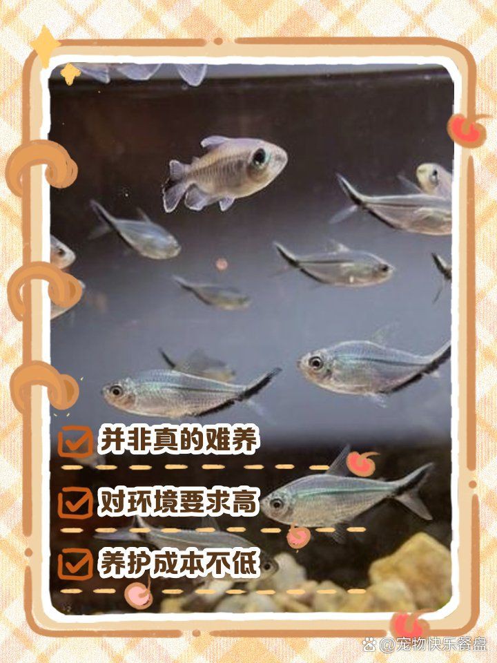 紅尾美人魚和黑尾大勾哪個好養嗎：紅尾美人魚與黑尾大勾的飼養對比分析