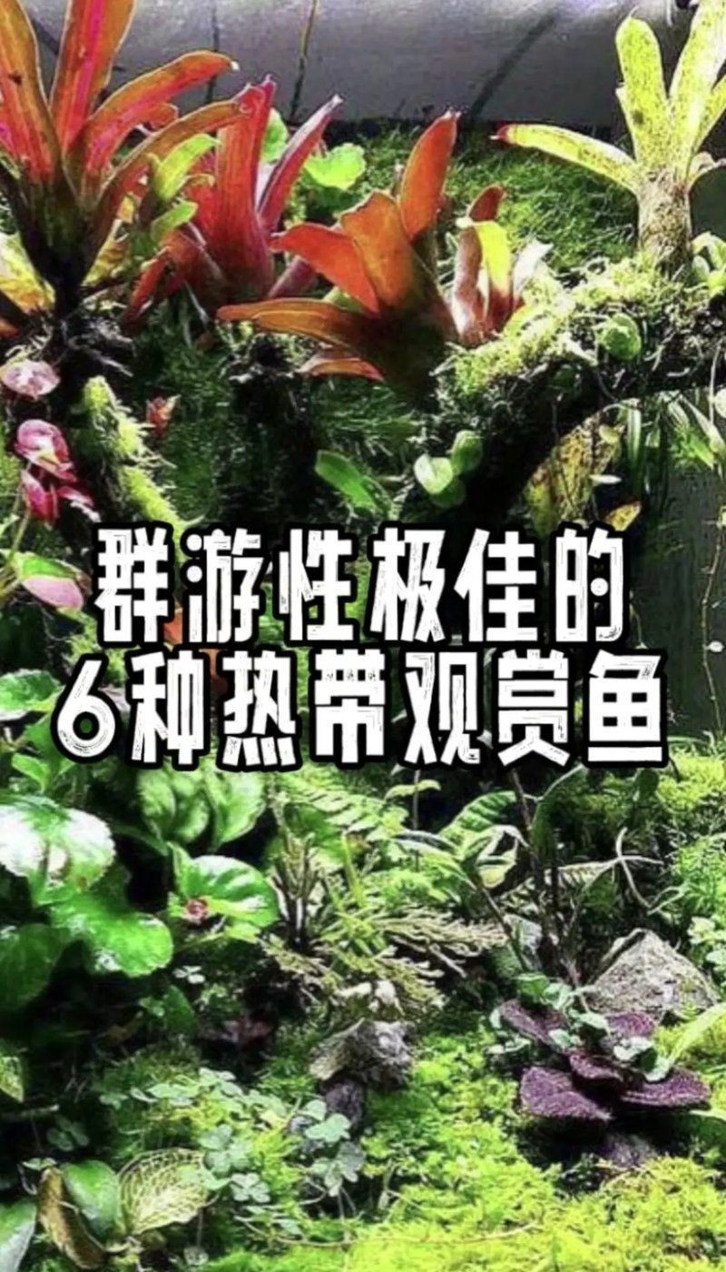 紅尾美人魚和黑尾大勾哪個好養嗎：紅尾美人魚與黑尾大勾的飼養對比分析