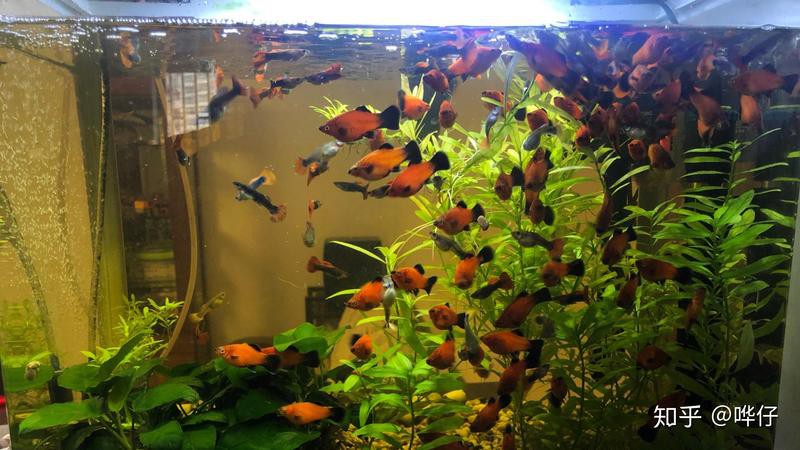 三色牡丹魚是米奇嗎,圖片：三色牡丹魚與米奇魚的基因密碼：三色牡丹魚與米奇魚