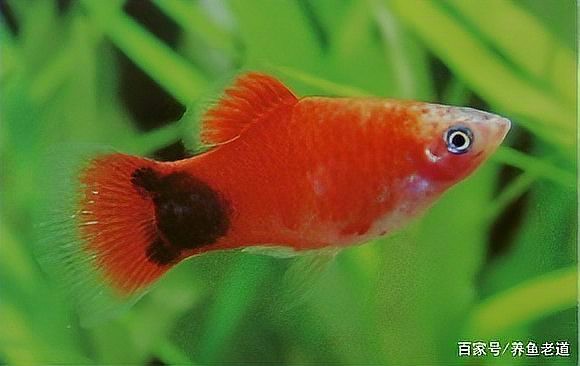 三色牡丹魚是米奇嗎,圖片：三色牡丹魚與米奇魚的基因密碼：三色牡丹魚與米奇魚