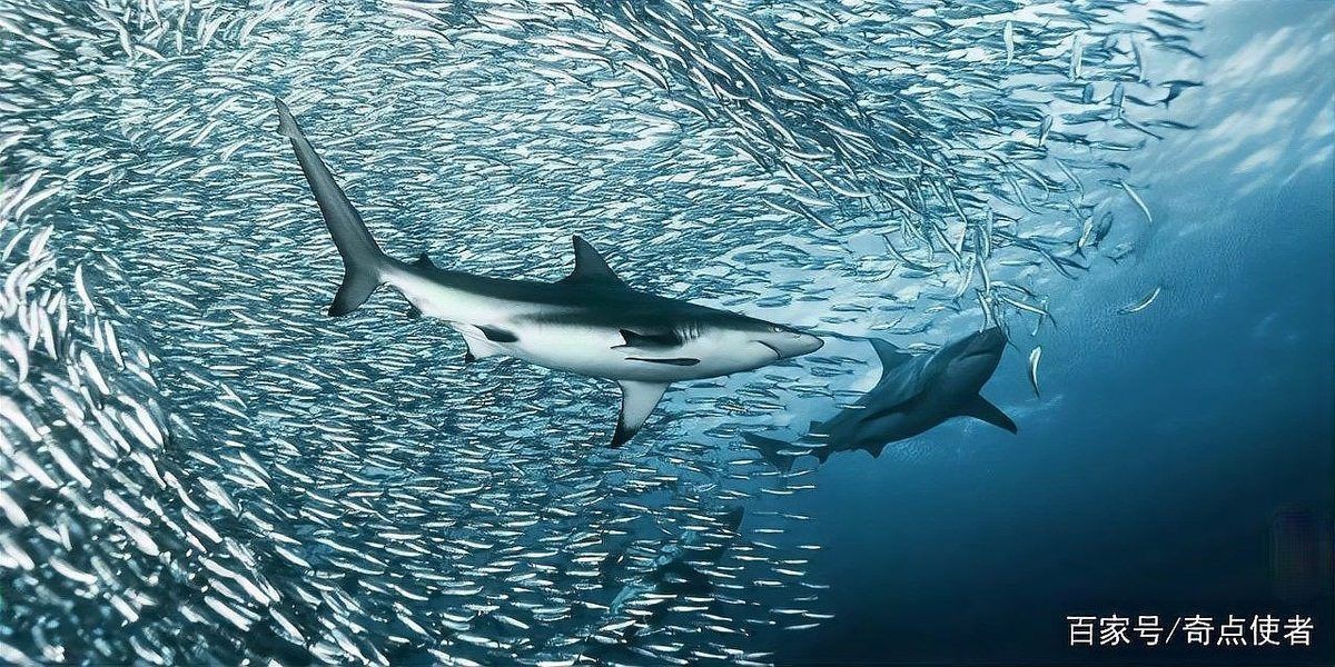 巨齒鯊vs霸王龍：巨齒鯊與霸王龍：史前使者的終極對(duì)決